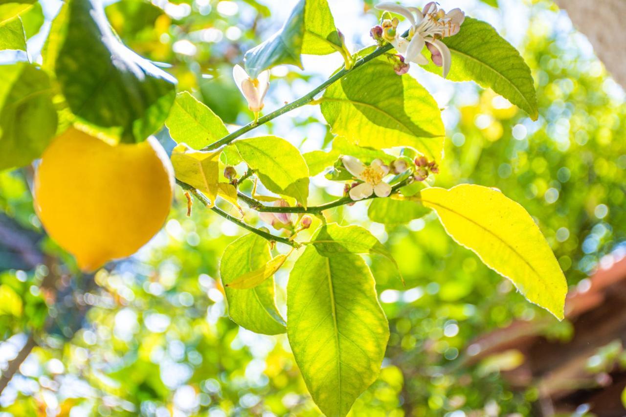 Lemon Tree Zante City Apartment By "Elite" Eksteriør bilde